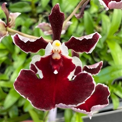 Tolumnia Black Bull x Jairak Firm 'Red Devil'