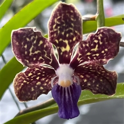 Vanda Plum Delight (Faye and Max Roberts x tessellata 'RF Orchids')